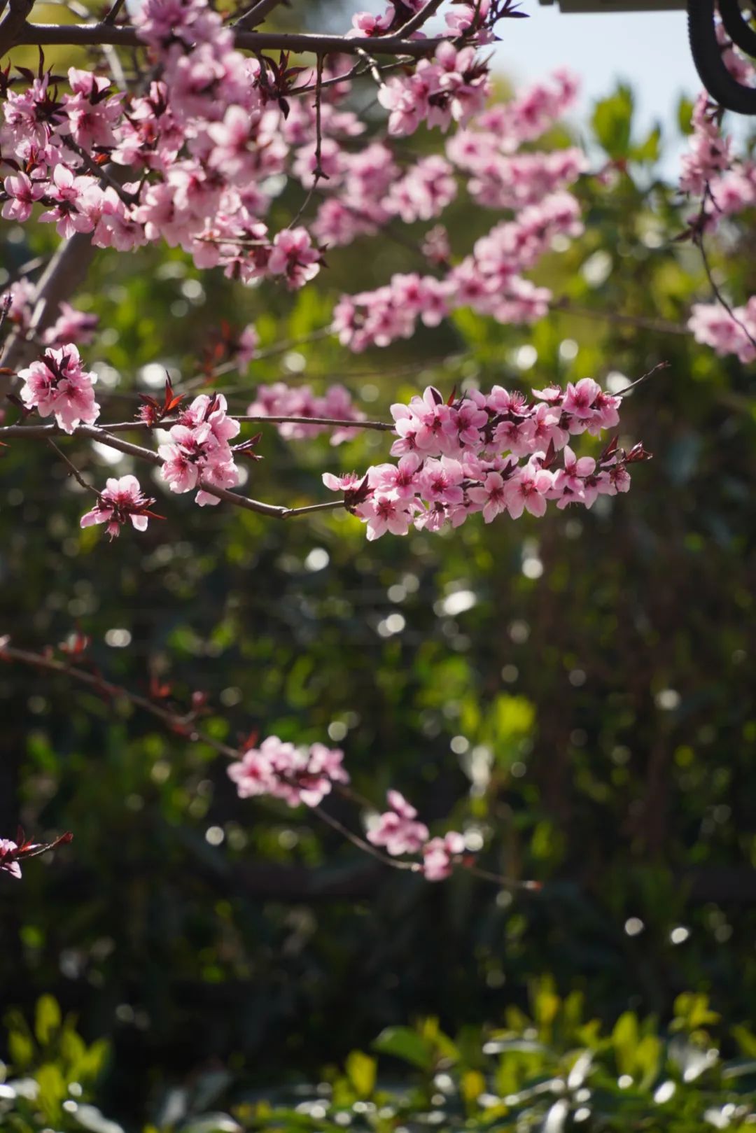 春有春的来意，花有花的秘密|才华邀您共赴春日浪漫之约