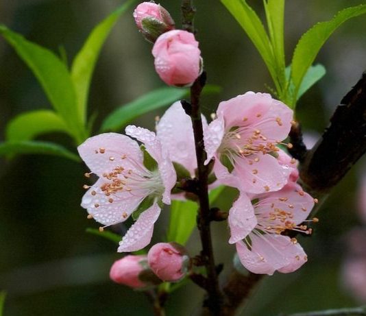 春有春的来意，花有花的秘密|才华邀您共赴春日浪漫之约