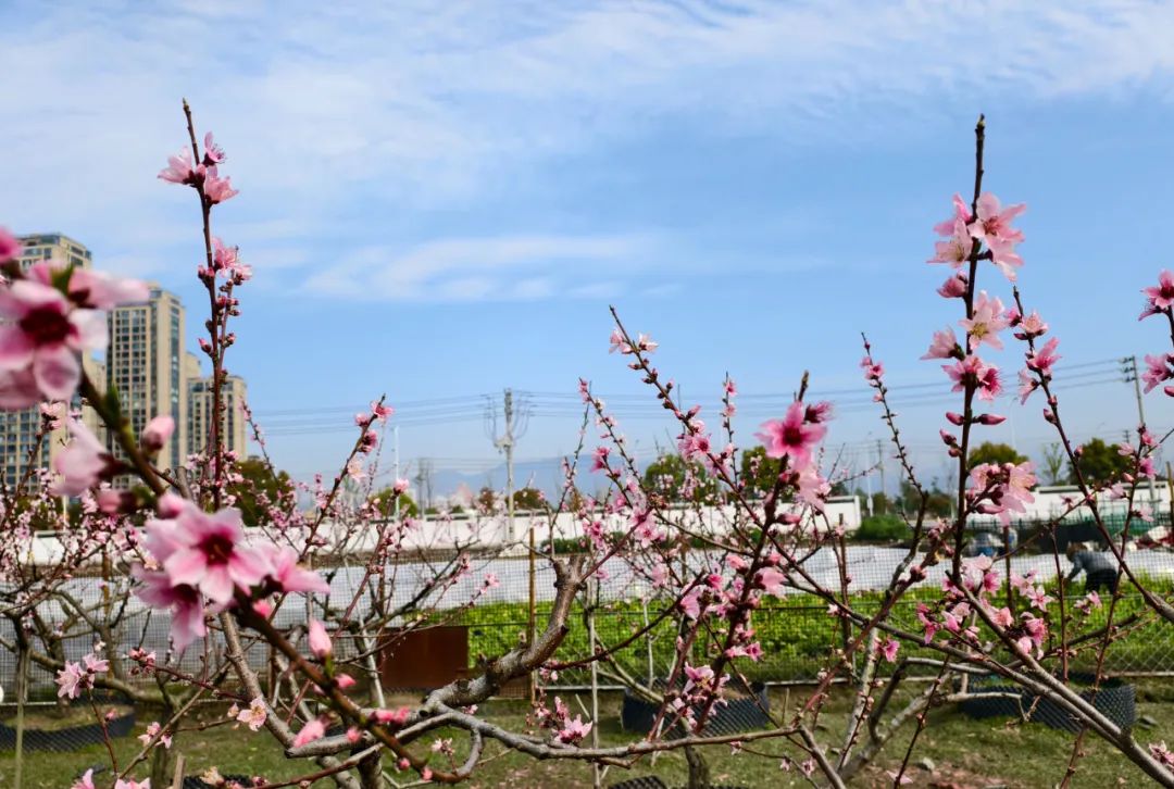 春有春的来意，花有花的秘密|才华邀您共赴春日浪漫之约
