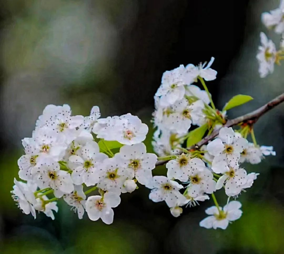 春有春的来意，花有花的秘密|才华邀您共赴春日浪漫之约