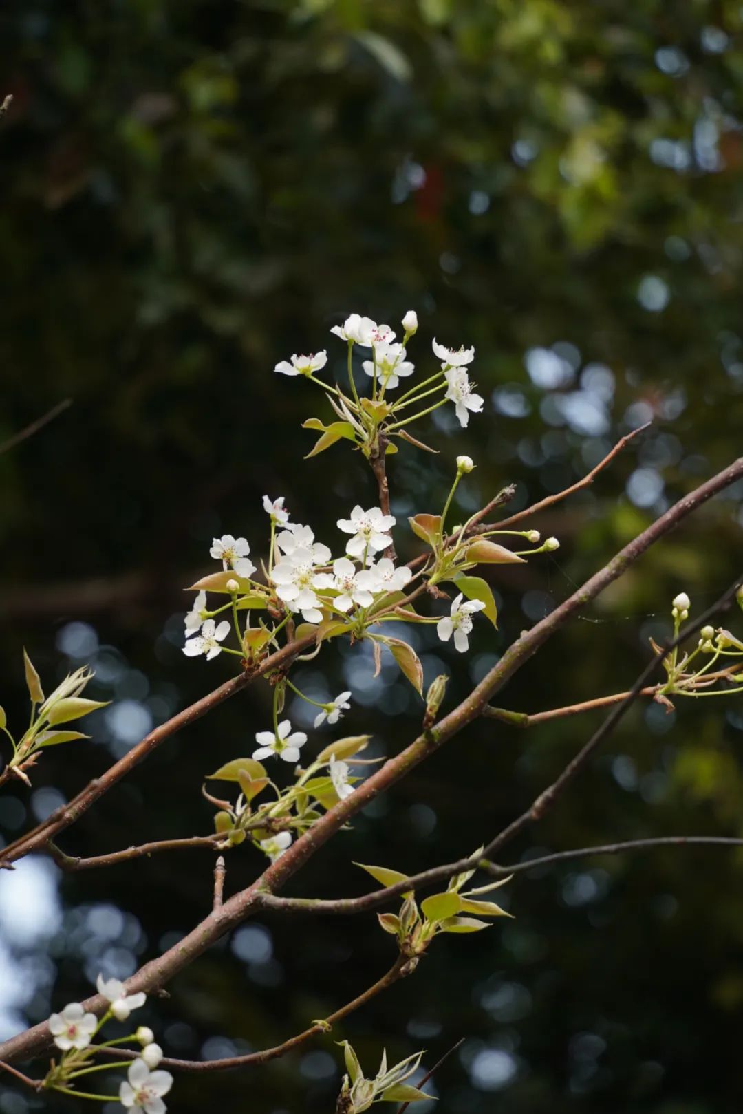 春有春的来意，花有花的秘密|才华邀您共赴春日浪漫之约