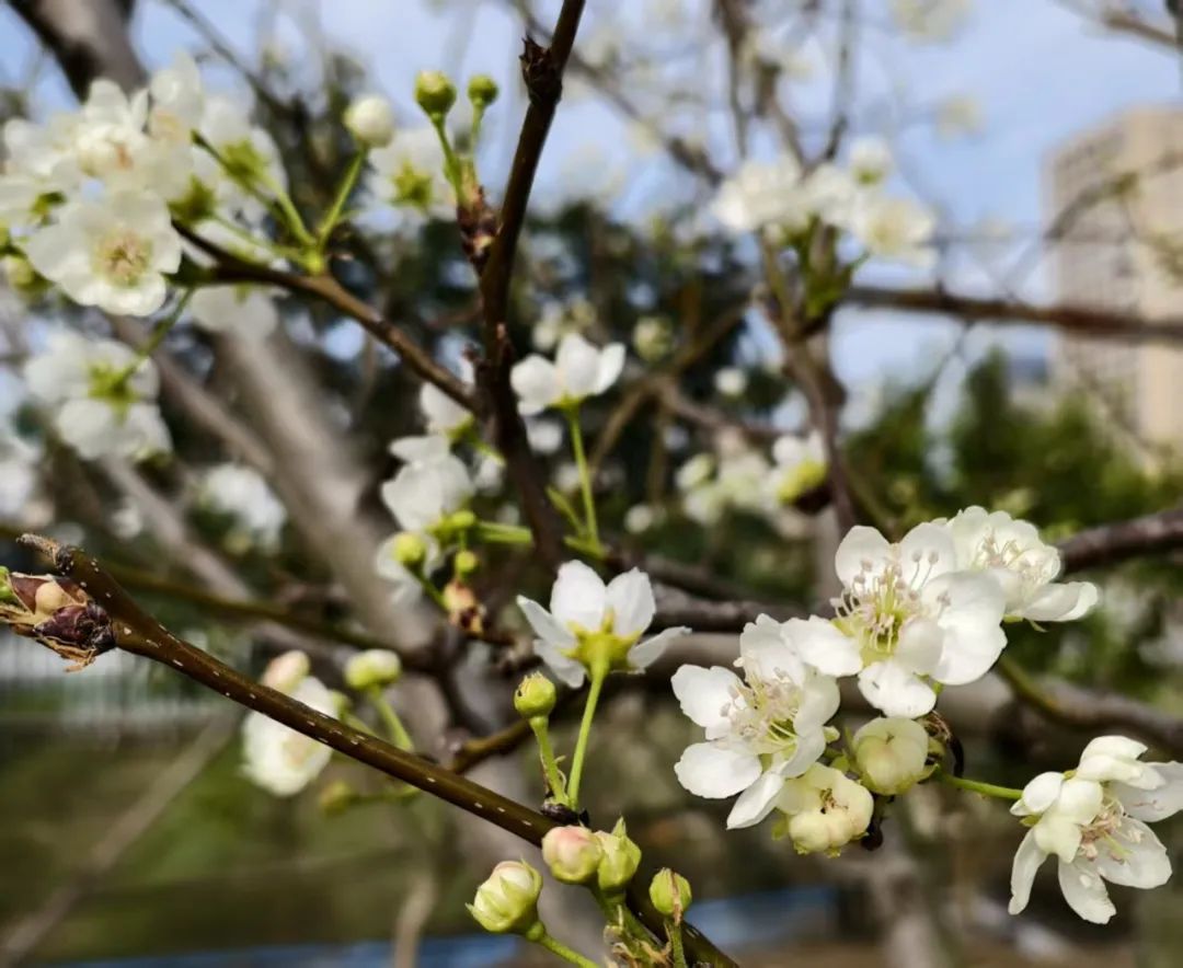 春有春的来意，花有花的秘密|才华邀您共赴春日浪漫之约