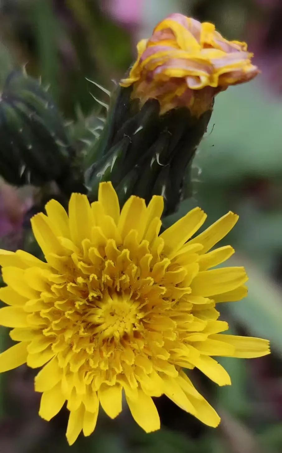 春有春的来意，花有花的秘密|才华邀您共赴春日浪漫之约