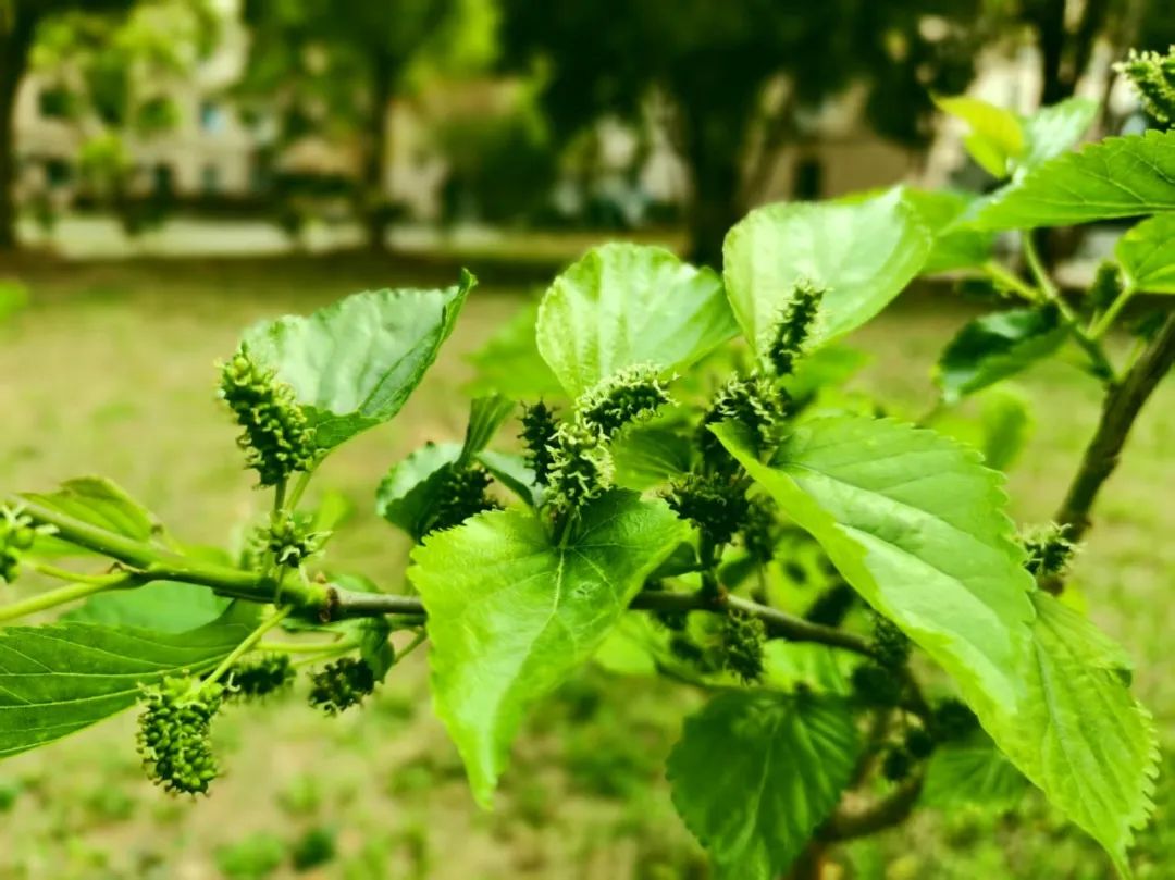 春有春的来意，花有花的秘密|才华邀您共赴春日浪漫之约