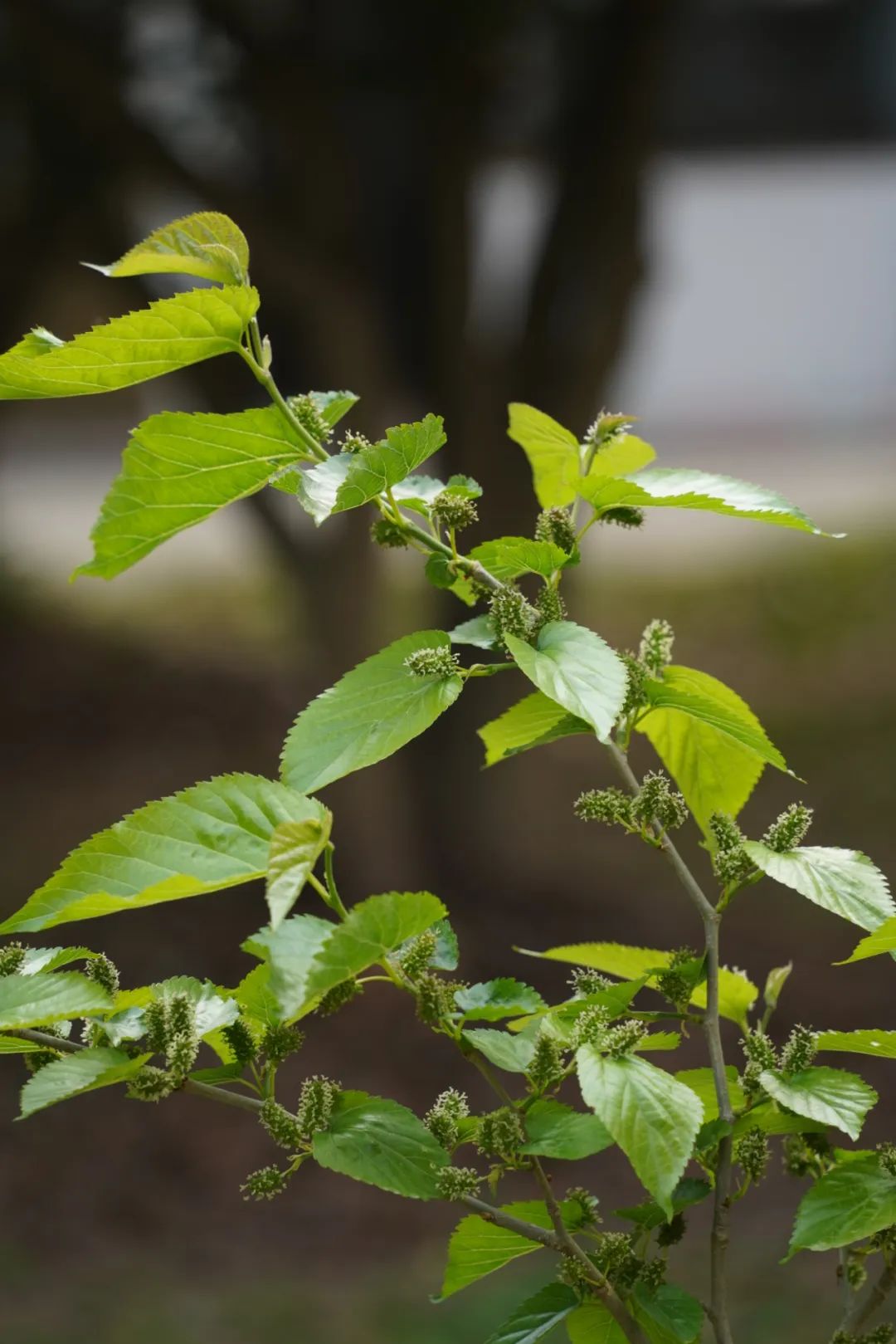 春有春的来意，花有花的秘密|才华邀您共赴春日浪漫之约