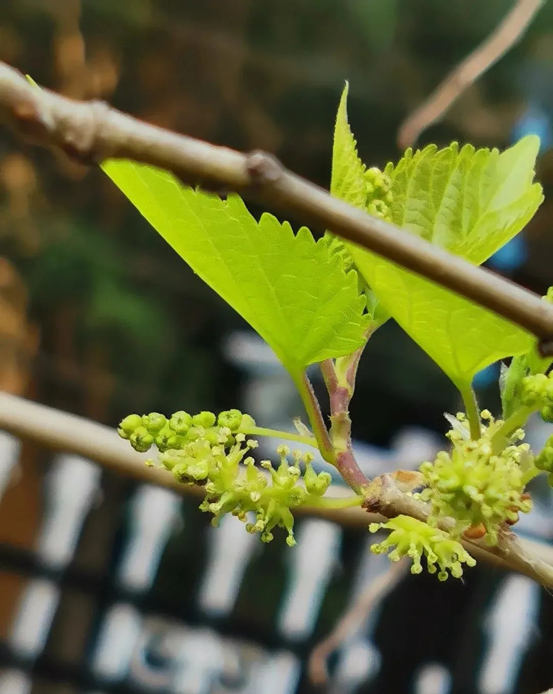 春有春的来意，花有花的秘密|才华邀您共赴春日浪漫之约