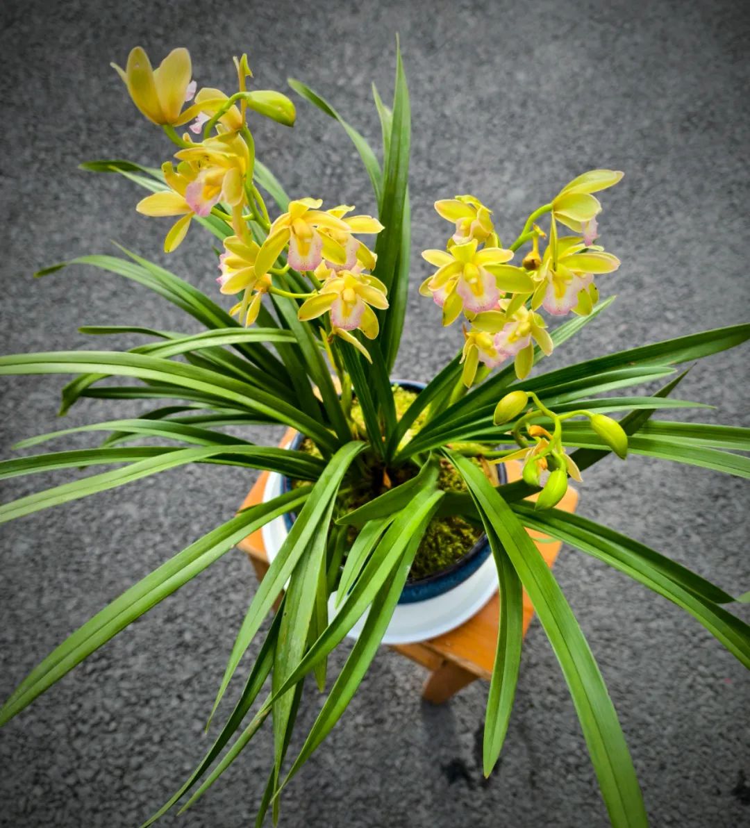春有春的来意，花有花的秘密|才华邀您共赴春日浪漫之约