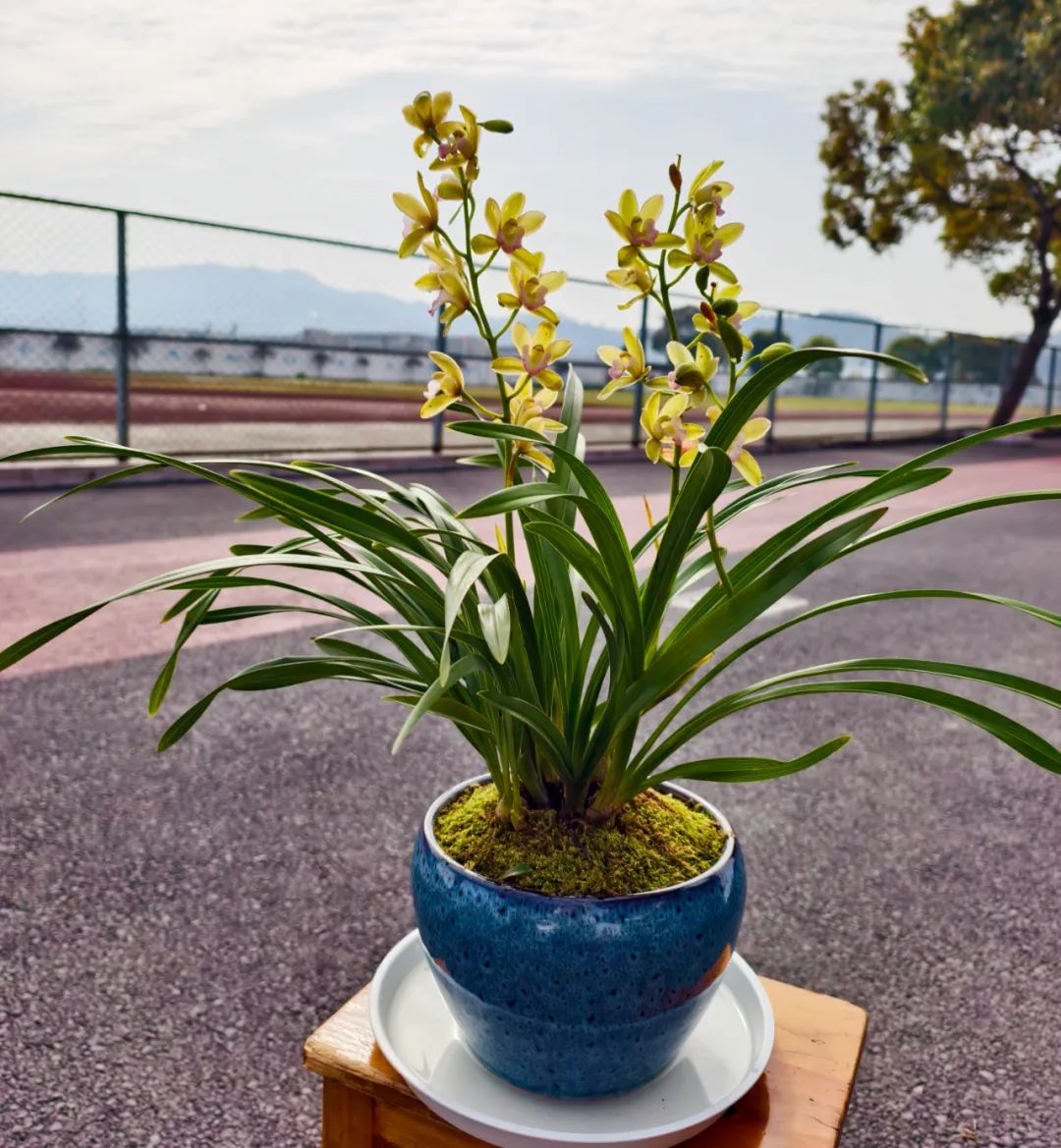 春有春的来意，花有花的秘密|才华邀您共赴春日浪漫之约