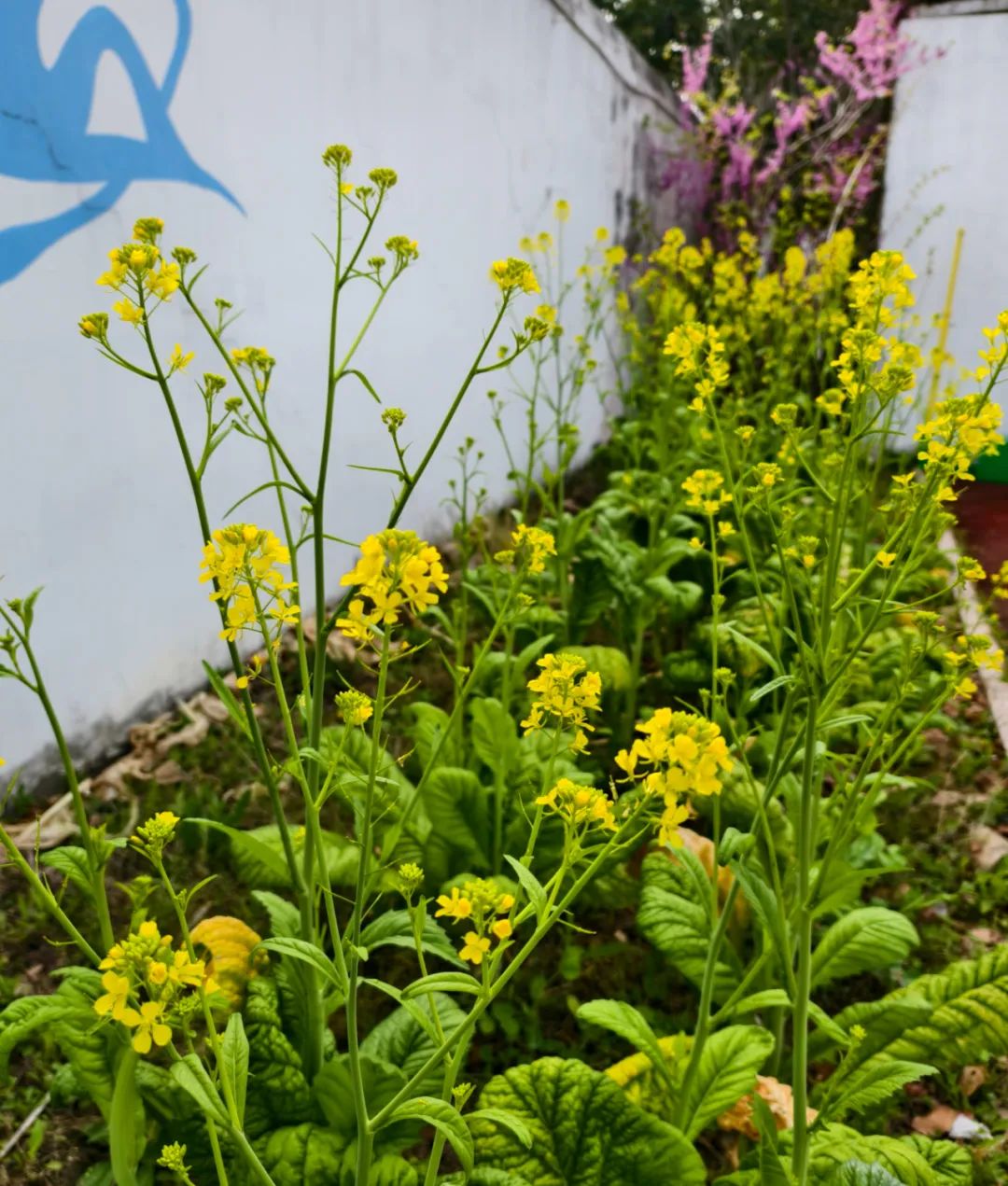 春有春的来意，花有花的秘密|才华邀您共赴春日浪漫之约