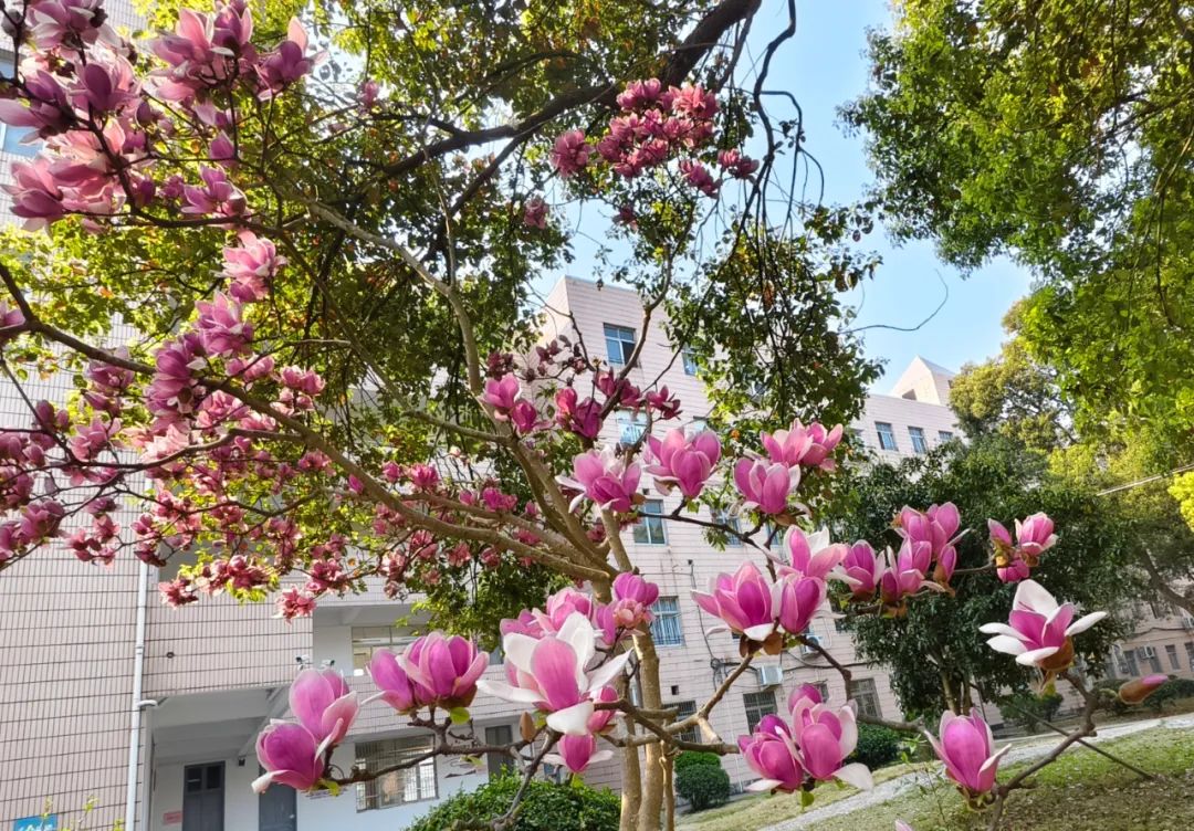 春有春的来意，花有花的秘密|才华邀您共赴春日浪漫之约