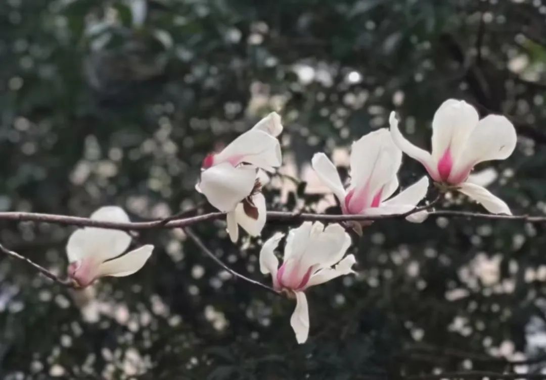 春有春的来意，花有花的秘密|才华邀您共赴春日浪漫之约