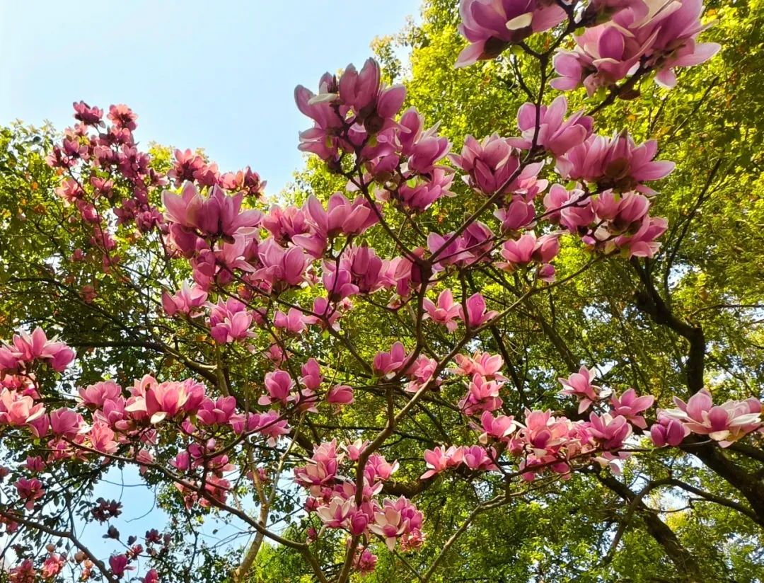 春有春的来意，花有花的秘密|才华邀您共赴春日浪漫之约
