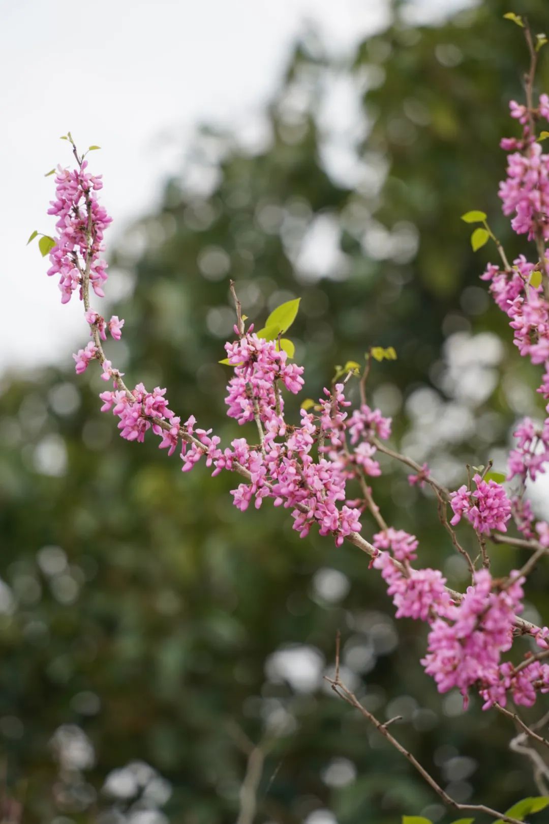 春有春的来意，花有花的秘密|才华邀您共赴春日浪漫之约