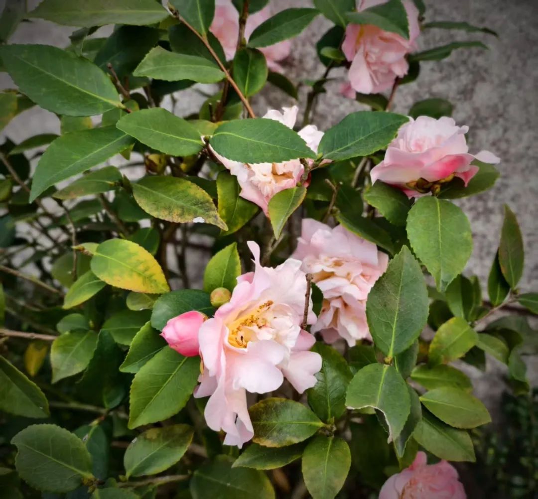 春有春的来意，花有花的秘密|才华邀您共赴春日浪漫之约