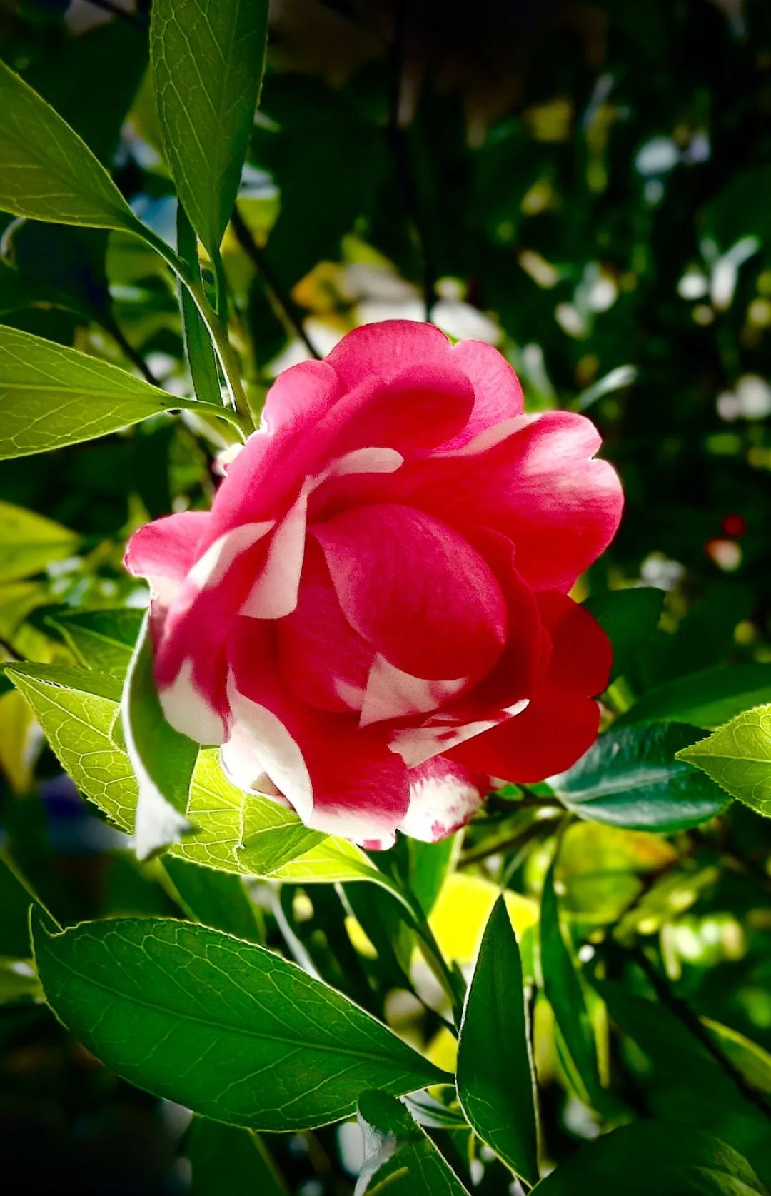 春有春的来意，花有花的秘密|才华邀您共赴春日浪漫之约
