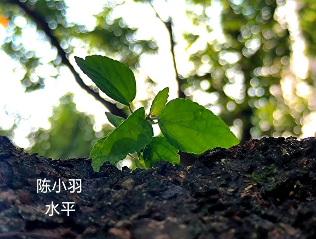 别眨眼！看才华学子用镜头&画笔“炫”出超然艺术力
