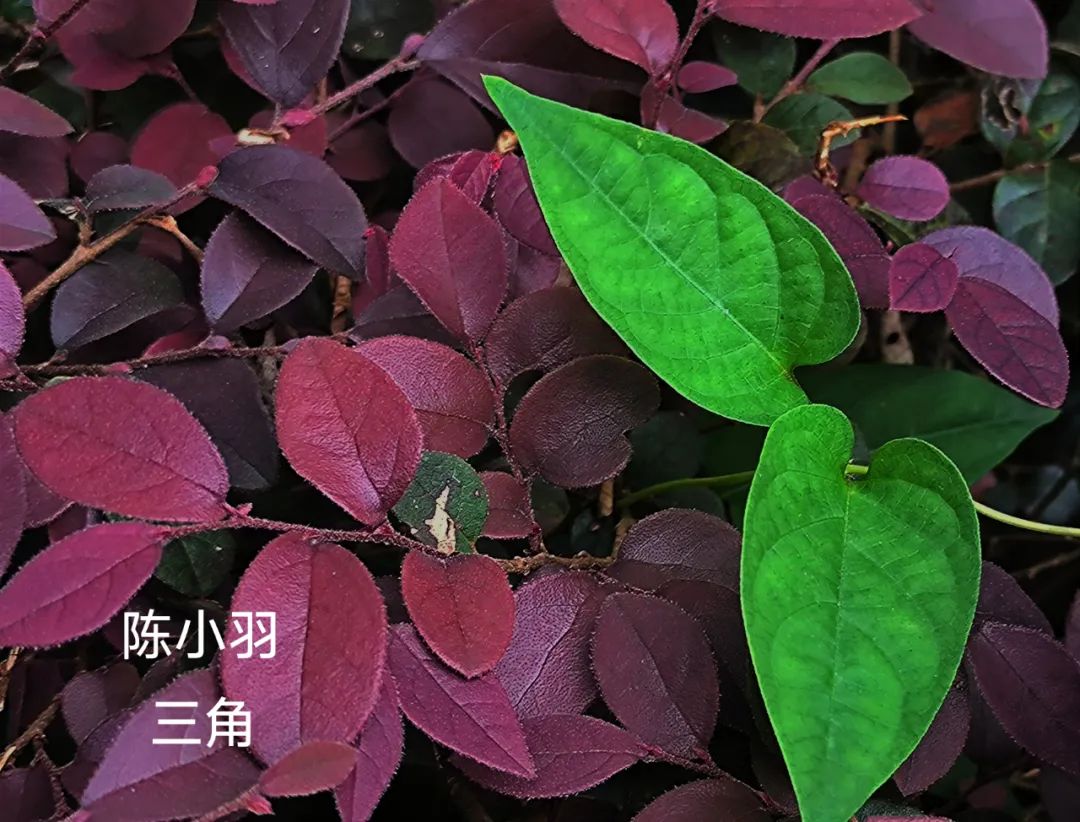 别眨眼！看才华学子用镜头&画笔“炫”出超然艺术力