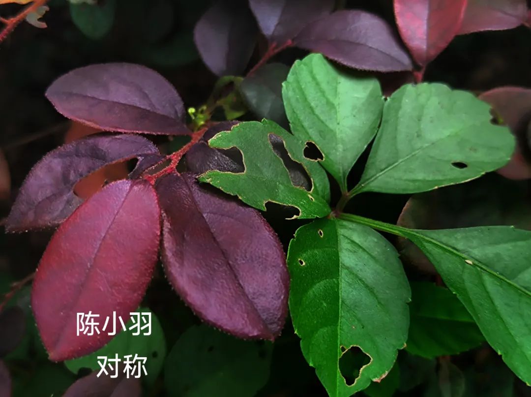 别眨眼！看才华学子用镜头&画笔“炫”出超然艺术力